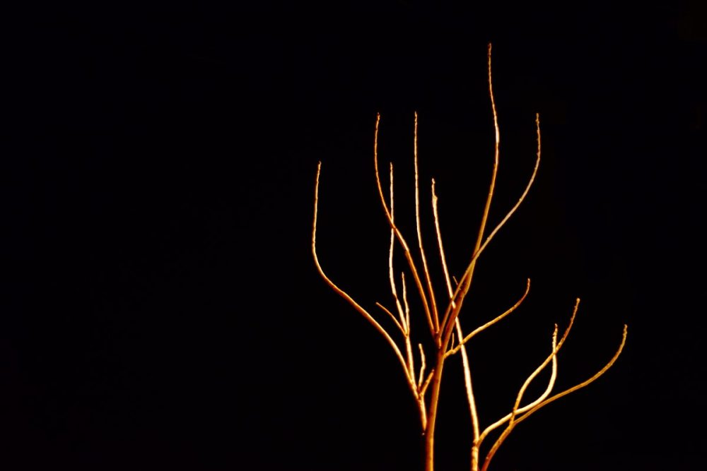 disjunction-7-tree-on-a-sidestreet-close-to-syngrou-avenue