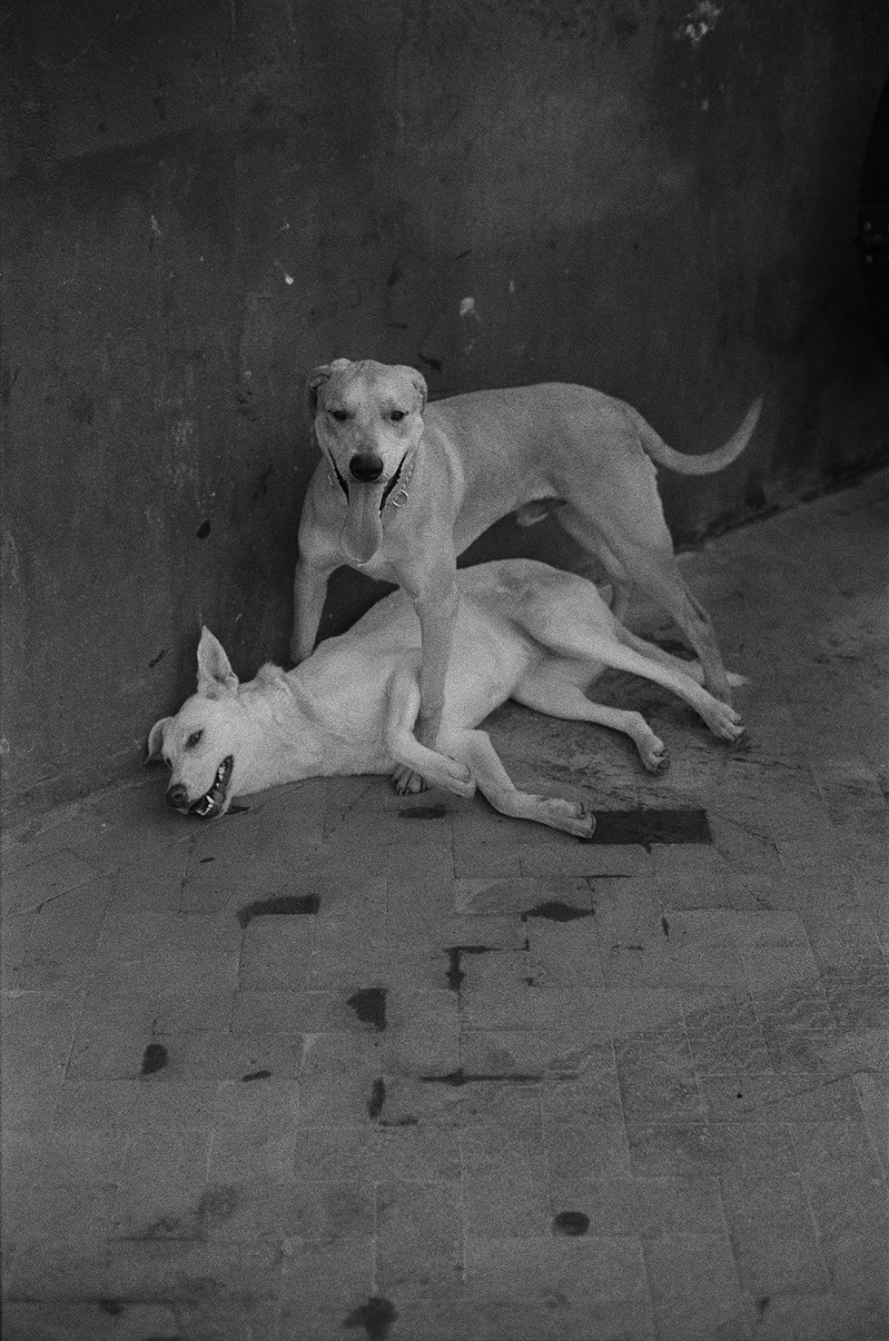 Chiens Barcelone Bario Chino