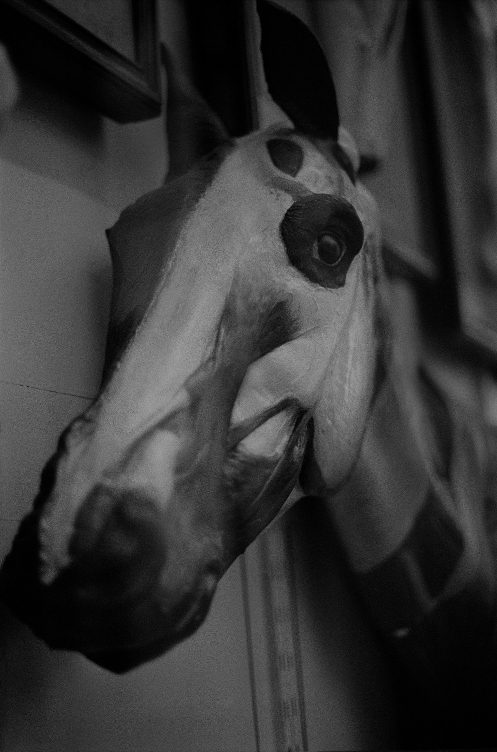 Maison Alfort Cheval Ecorche