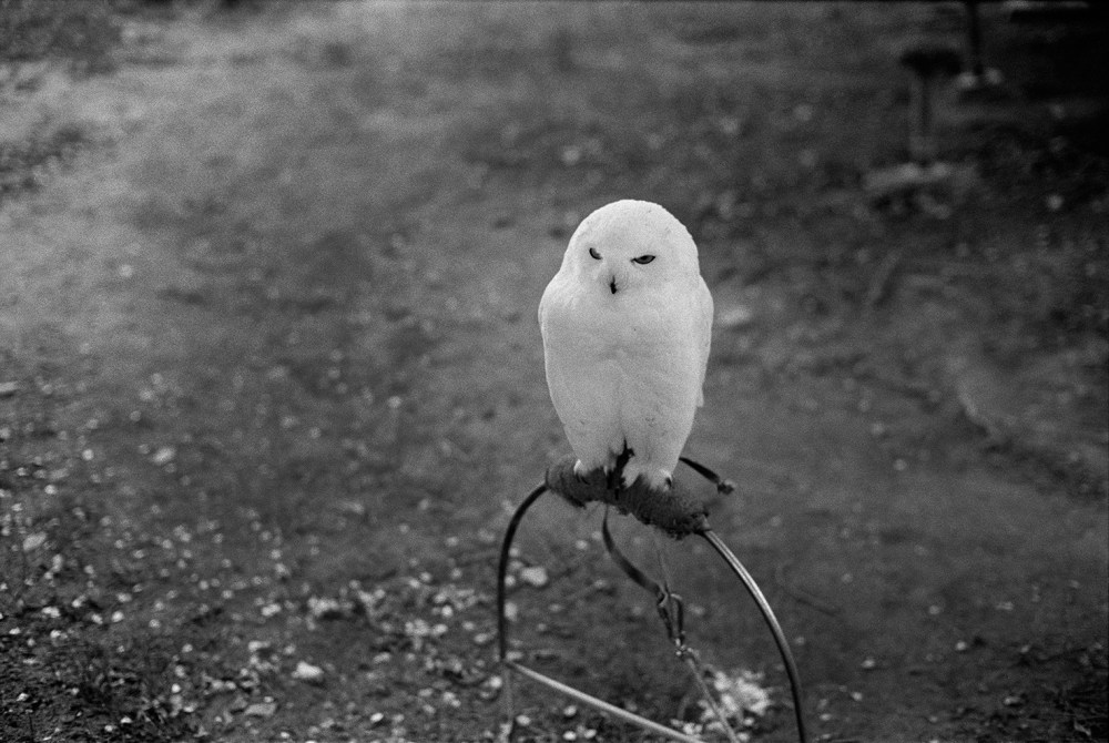 Monasterio de Piedra 2012 rvb