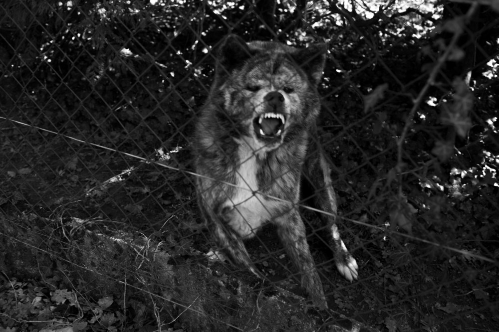 Gregoire Eloy_GEL2017040D-6300