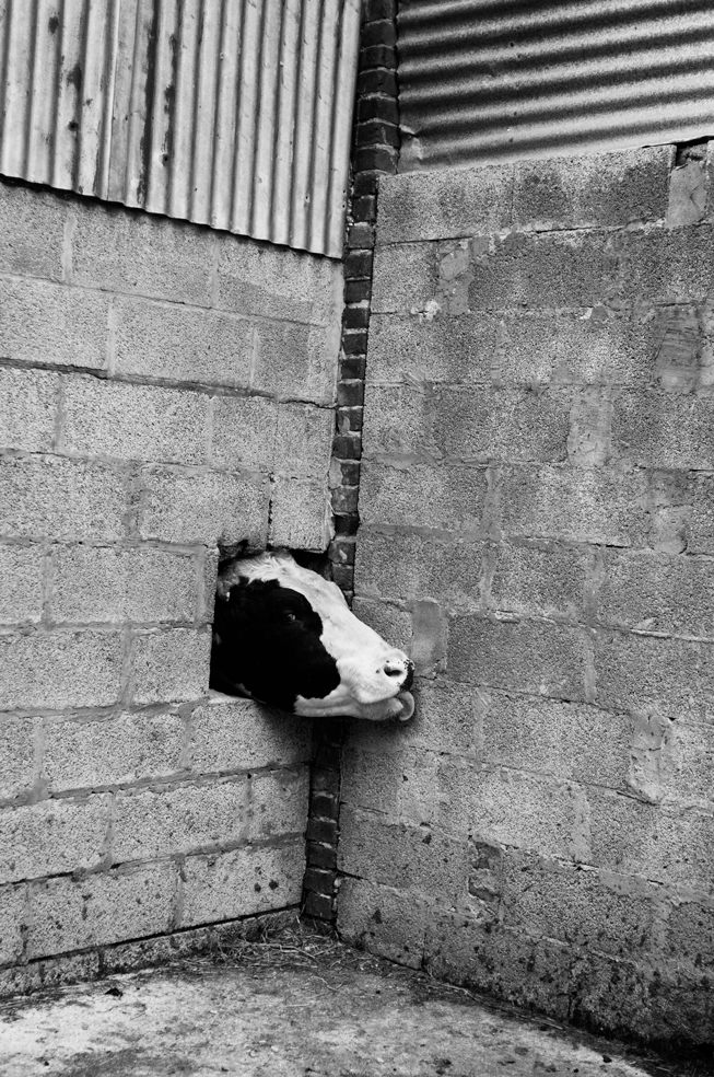 DAY48-survivalists-leahabourdin-BD