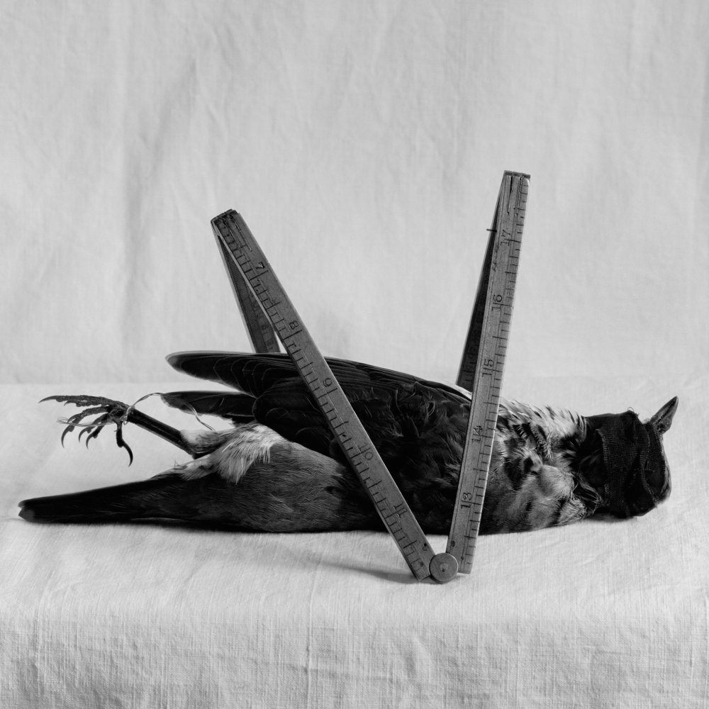 20160208-lens-flor-slide-P46V-superJumbo