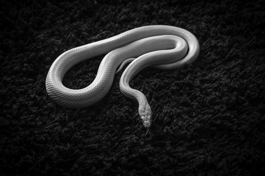 de la série Du vent dans les coquelicots