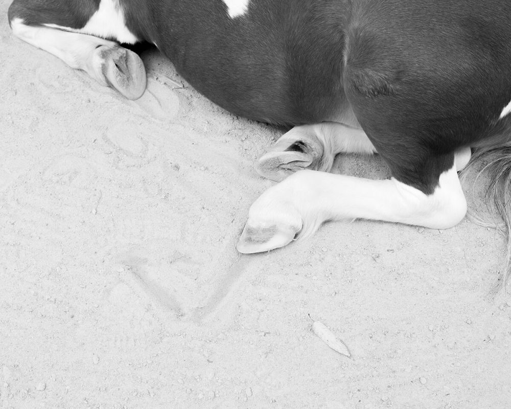 Rowing a Tetrapod_12_preview