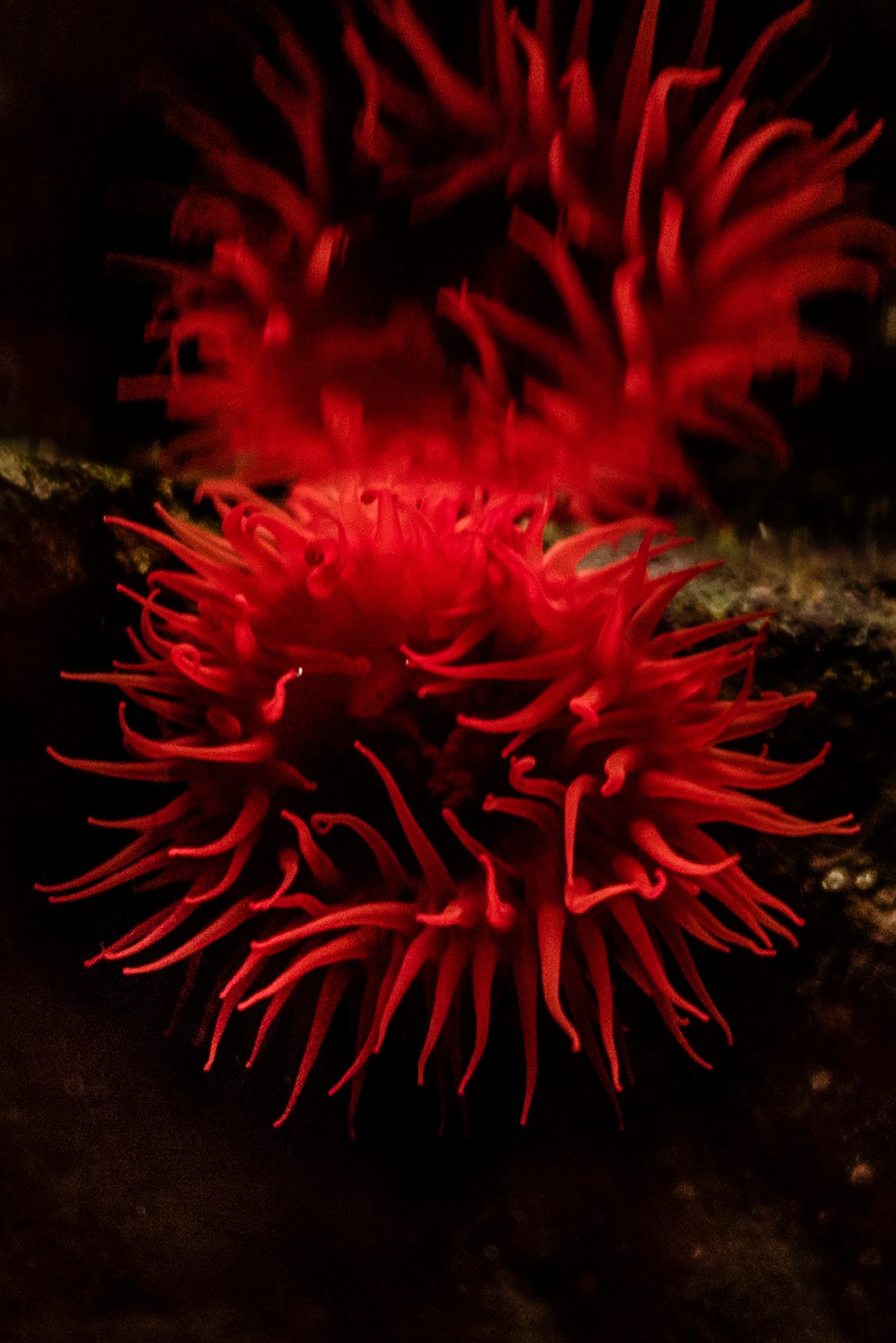 Noces ou les confins sauvages