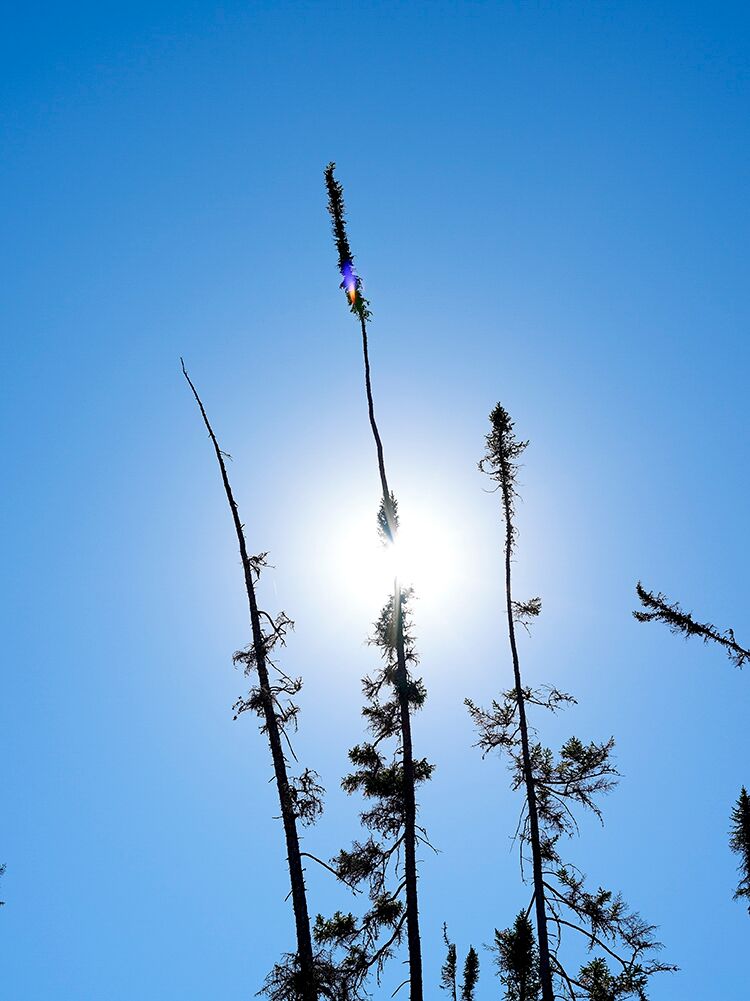 16_Treeheads bright sun-Guillaume Simoneau-3099 ML_preview