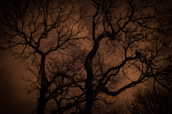 65db48ab-3f95-4813-9ed0-490073111a8a_rw_600