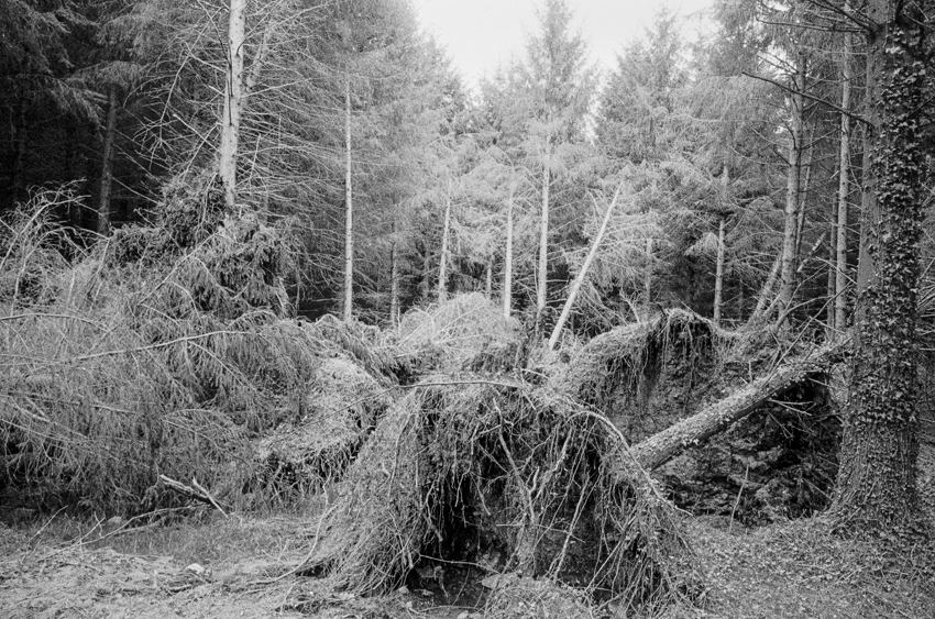 clara_chichin_le_dos_des_arbres05