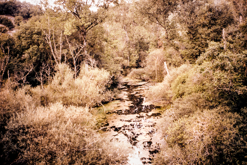 clara_chichin_le_dos_des_arbres06