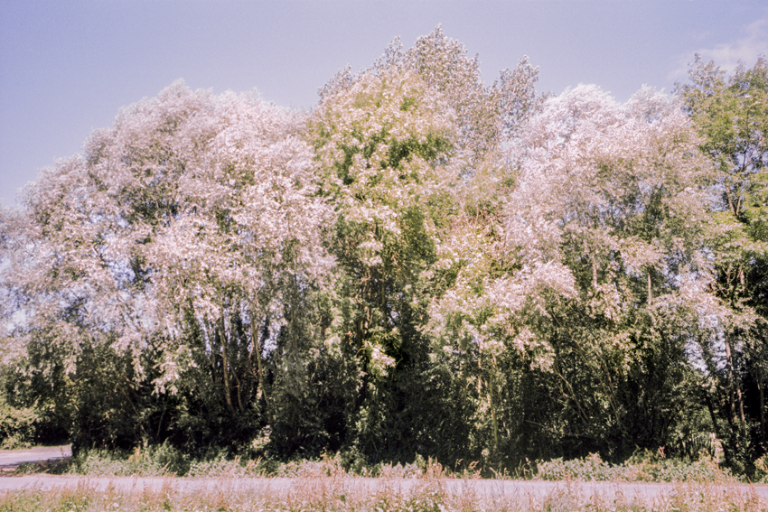 clara_chichin_le_dos_des_arbres08