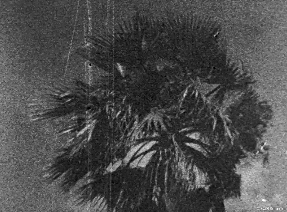 gael_bonnefon_not_a_word-3