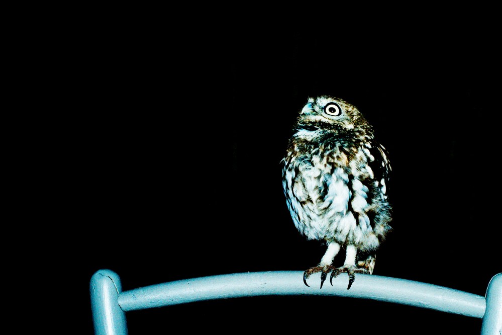 laure_pubert_je marcherai sur tes traces_05