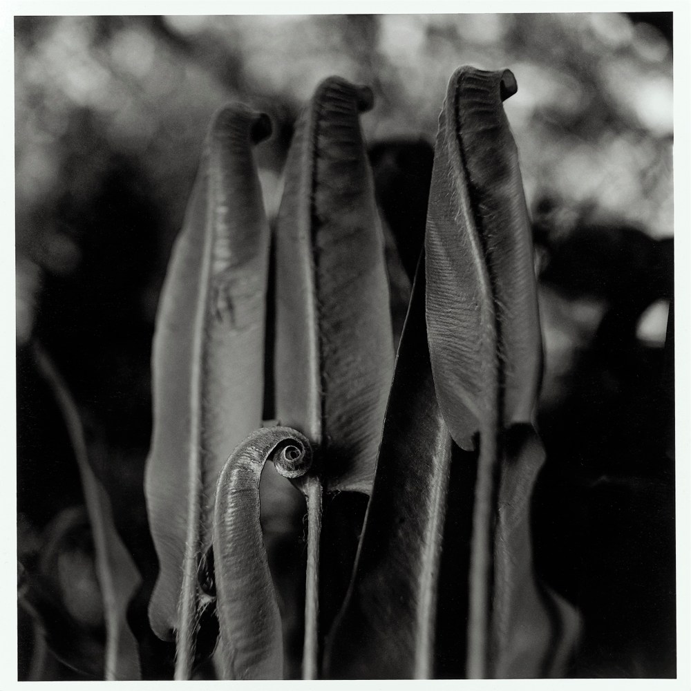 -Natures photo 2©JL Chapin.HD