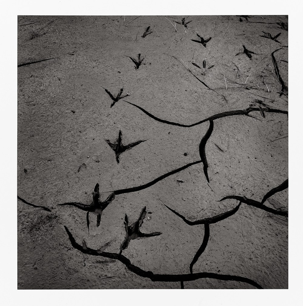 -Natures photo 3©JL Chapin.HD