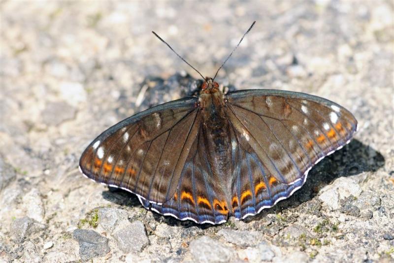 populi_toussaint-jpg