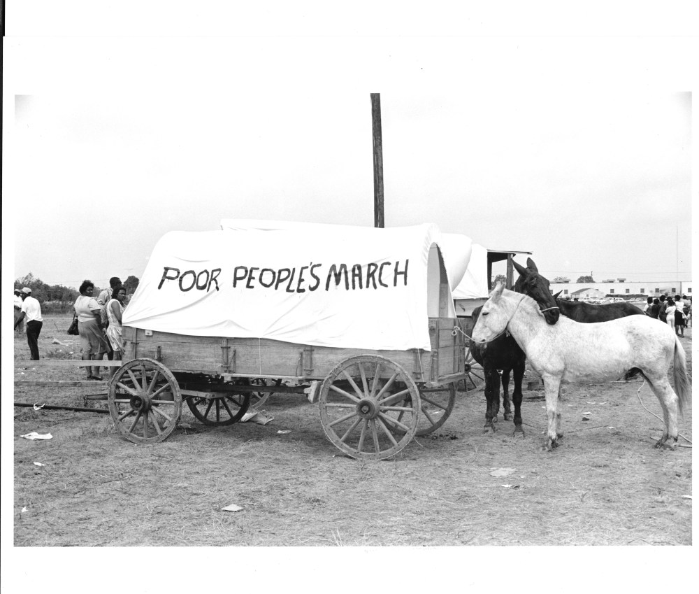 Mule and wagon at the Mule Train preparation site, Roland Freeman