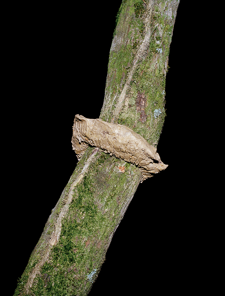 LOUIS MATTON OBJETS AUTONOMES