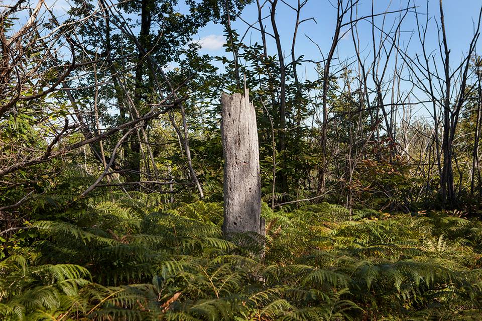 51170940_391425488283474_7776058170811613184_n