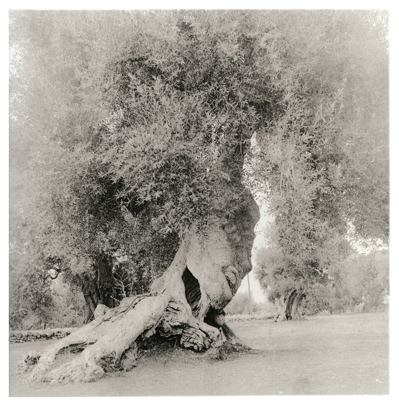 ian_dykmans_vallée_d'itria_2013