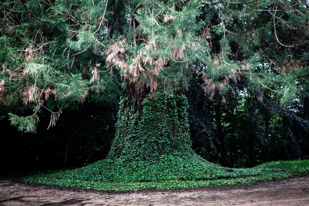 Les Bras...-61 sequoia - copie