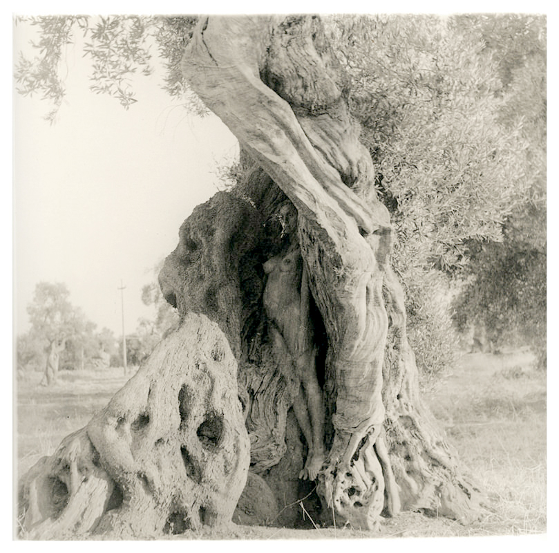 11.femme arbre