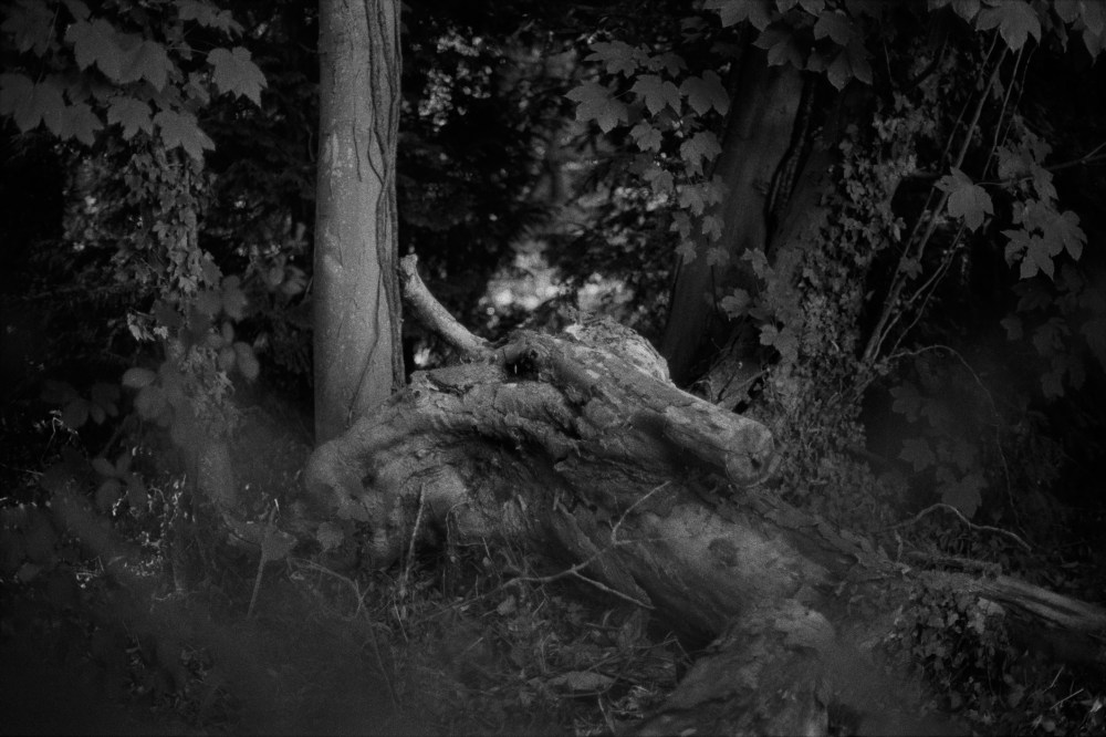 35--Marly-taureau-A.Masson-09