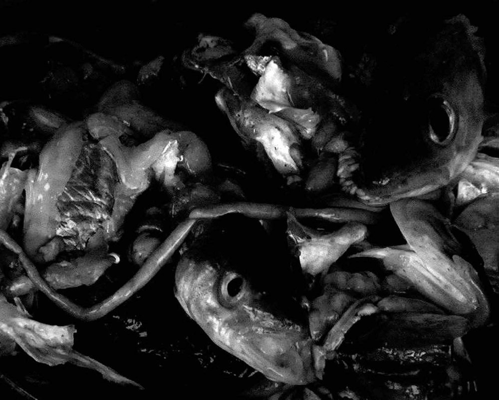 Poissons autre format