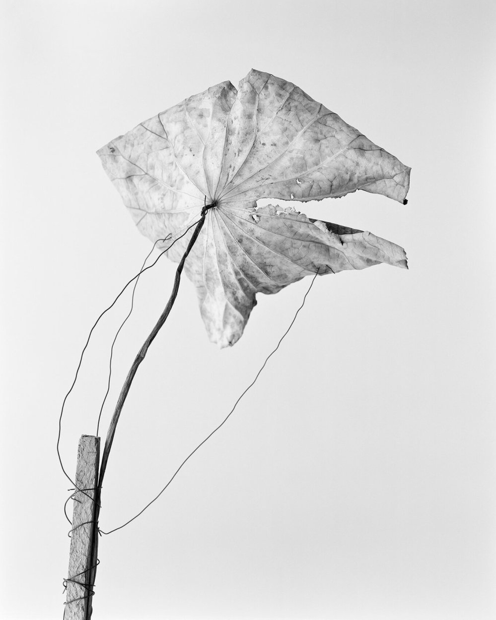 yogurt-magazine_ming-oobanken_Ming-Oobanken-4