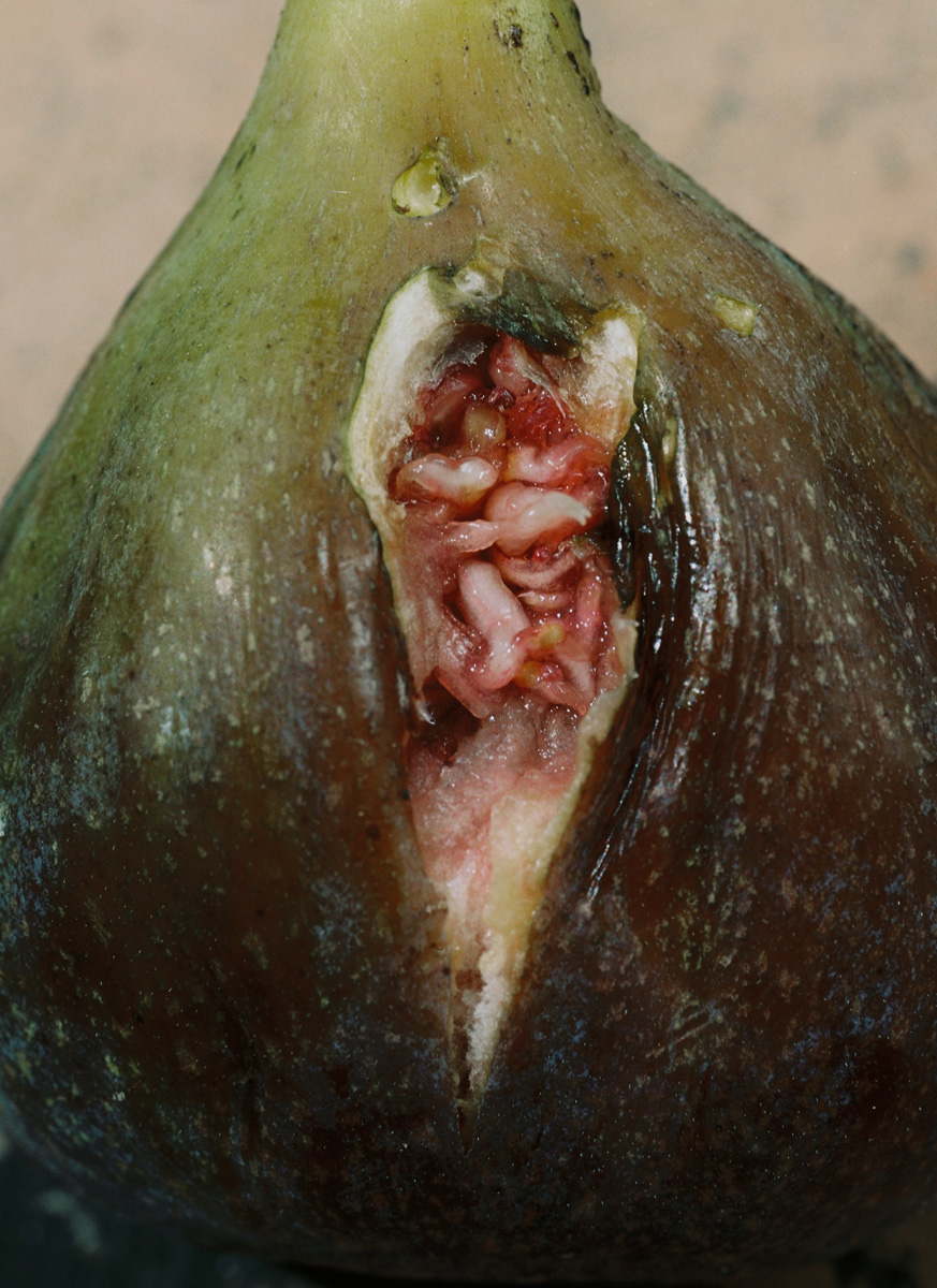 1stchoice-lucile-boiron-WOMB-11