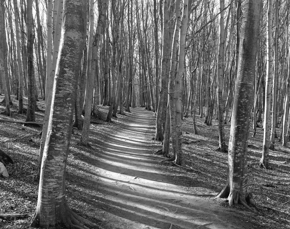 P2472 chemin ze╠übre╠ü !