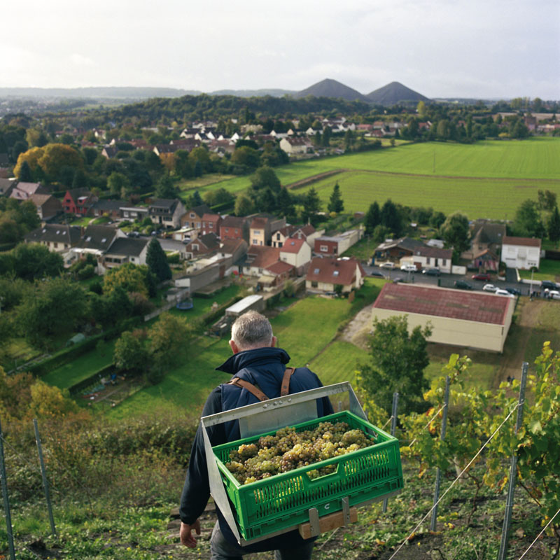 51-haillicourt-vigne-fred