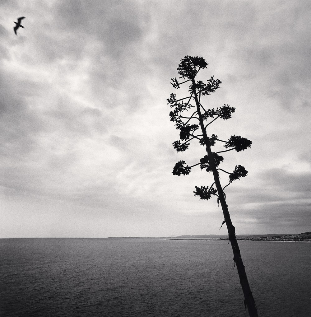 Leaning Agave and Flying Bird, Nice, France. 1996
