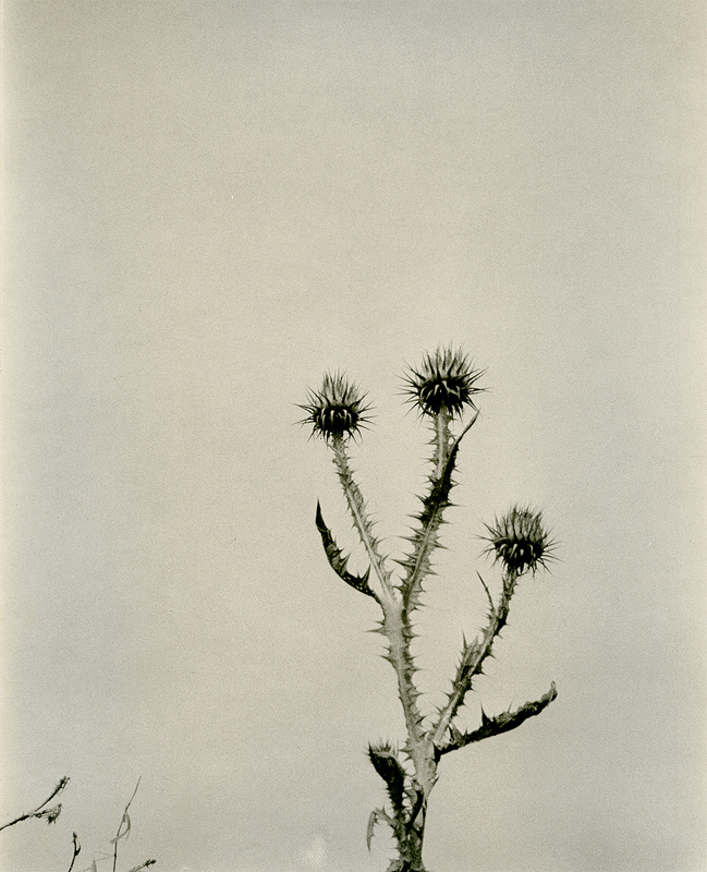 vague-reve-maria-baoli-cardo-borriquero-h800_649