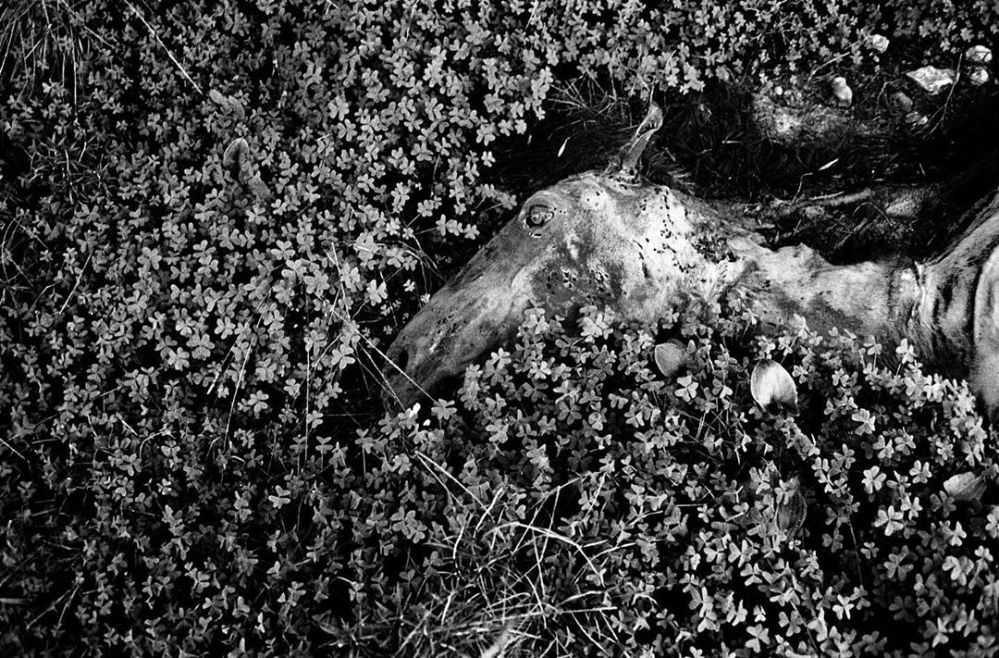 75440990_217425282583112_4095401014094874679_n