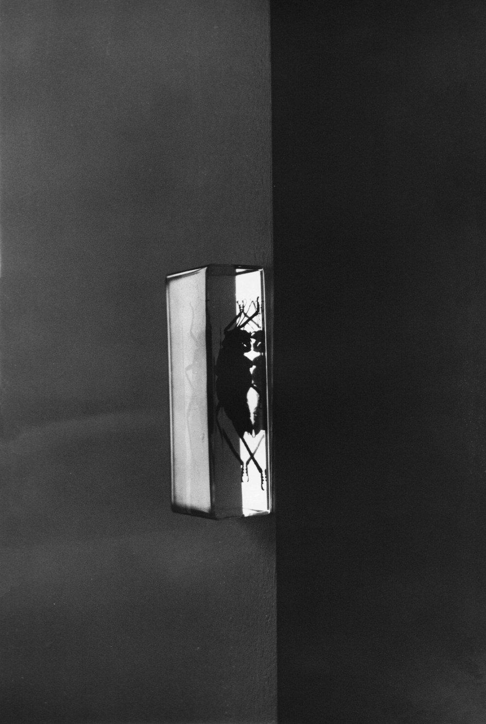 1stiff, noctuary, 2019, Renée Lorie