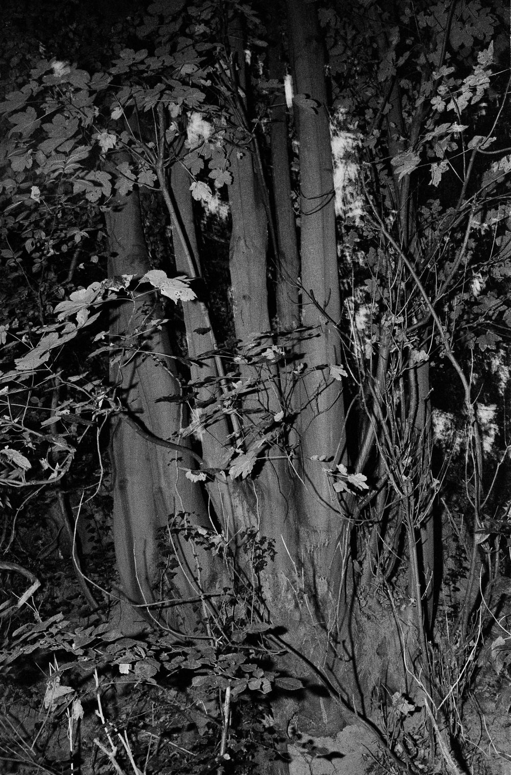 1tree, noctuary, 2019, Renée Lorie