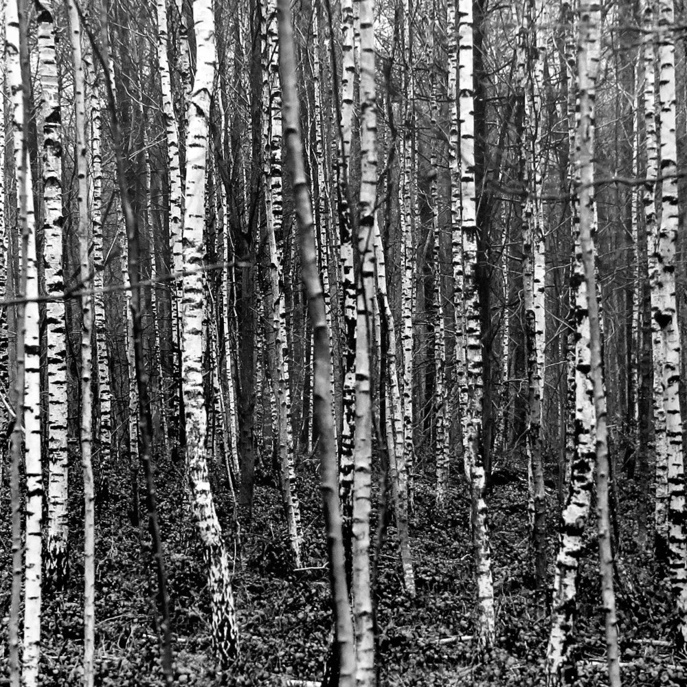 Belgique forêt de Soignes 2012