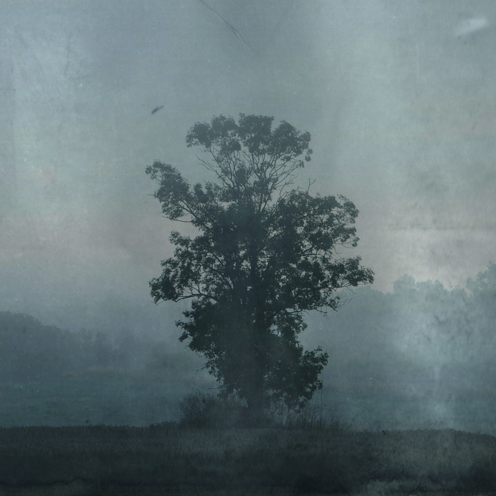 11 _arbre aussi vulnérable que superbe_