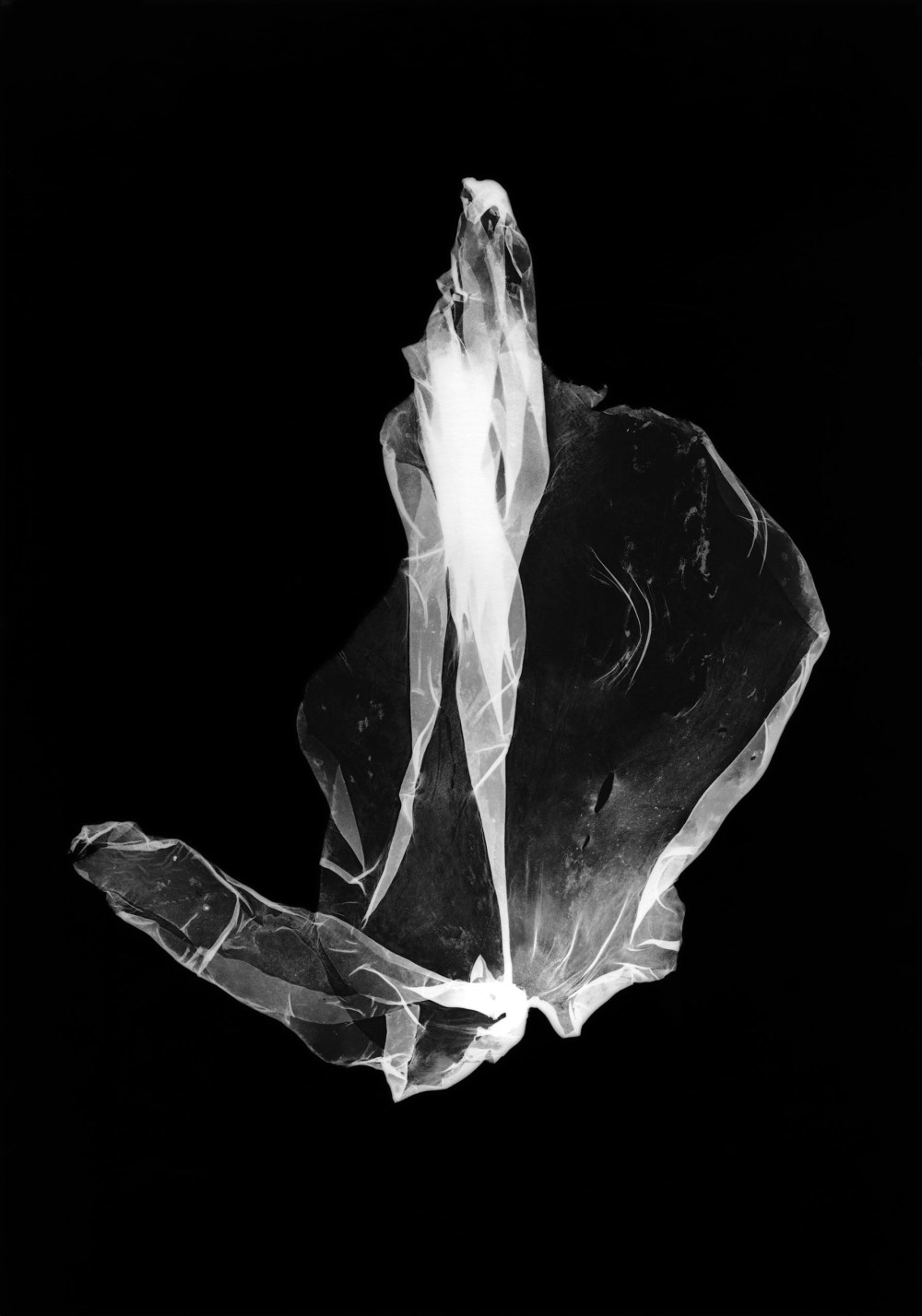 DefEauxsombresAnadyomeneCoquille