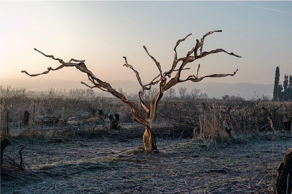 Nucera-INTBAT-2020.indd