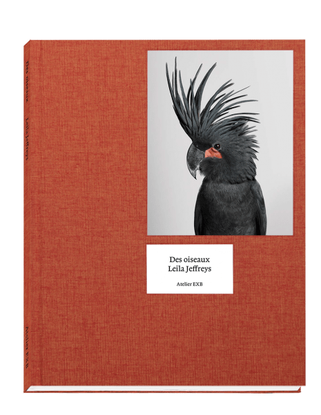 des-oiseaux-leila-jeffreys