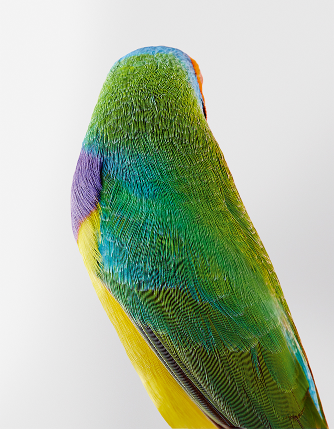 20_Christo, diamant a╠Ç cinq couleurs, Orange-Headed Gouldian Finch