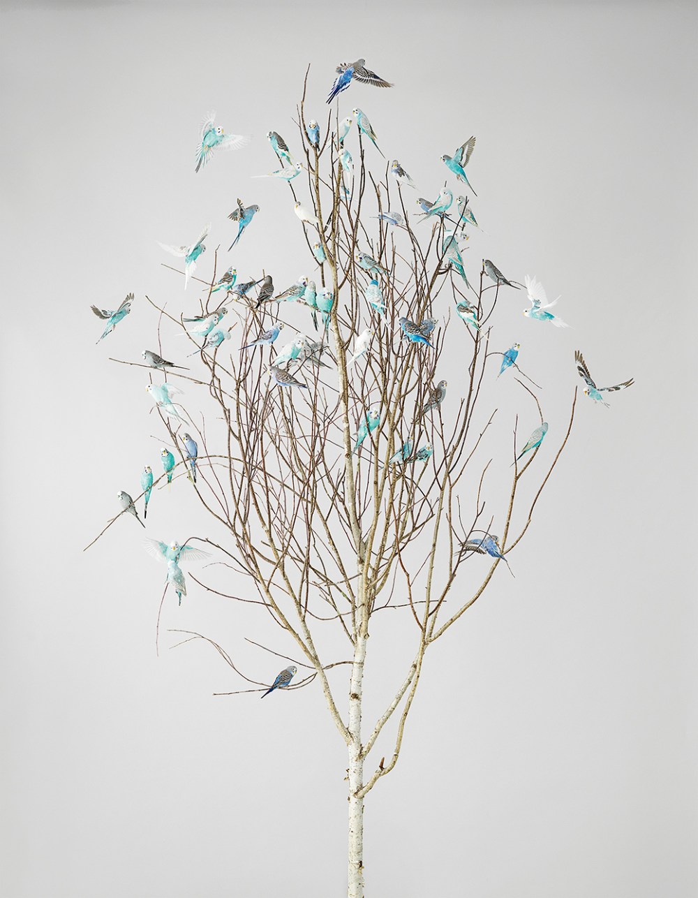 39_Blue Blossoms 2, perruches, Budgerigars