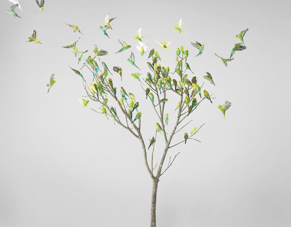 42_Gum Leaves, perruches, Budgerigars