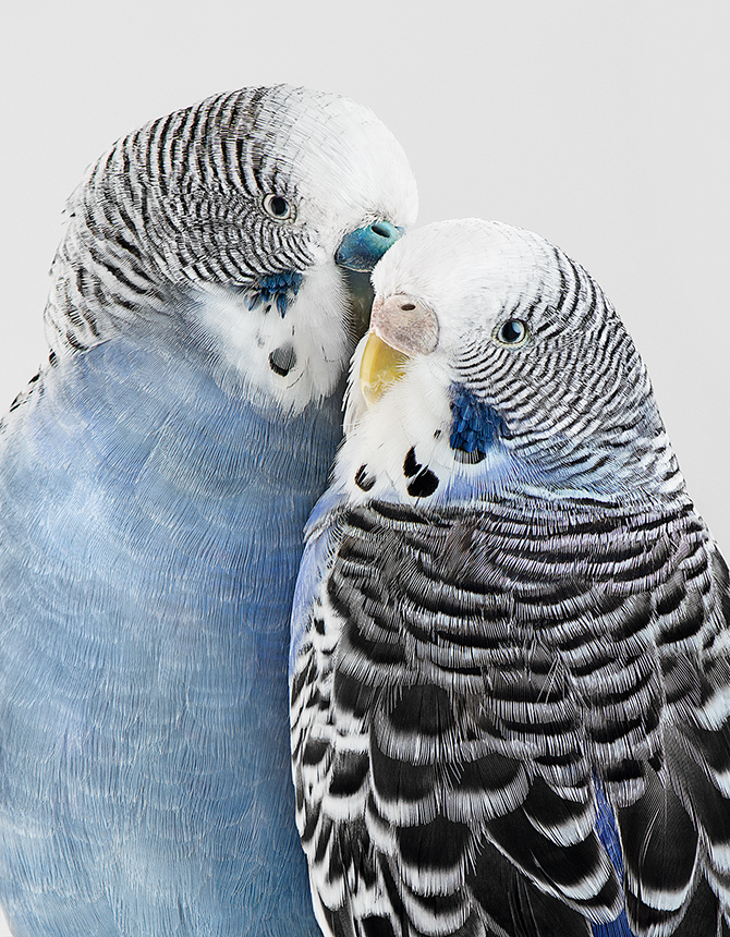 45_River and Cloudy, perruches, Budgerigars