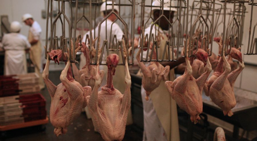 32612-poulet_bio_dans_les_coulisses_abattoir
