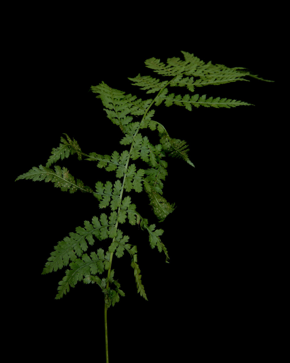 JulietteAgnel_Fougeres_003A