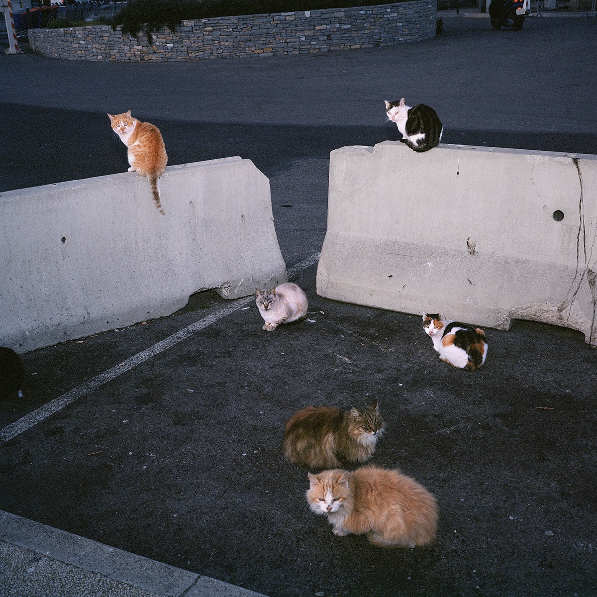 120256763_359554101836518_7398156077709389395_n