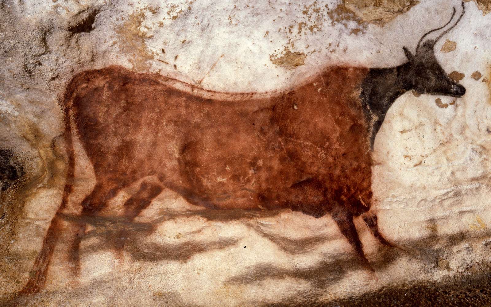 21f1e5c663_98495_lascaux1